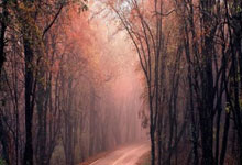 海星体育：[棋牌]图集-“白水苹果杯”第五届女子国手赛北京开幕.